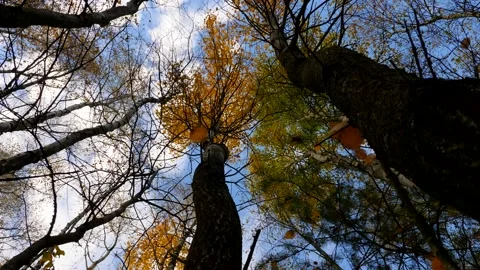 Overhead shot autumn leafs falling from a tree Video stock 220079234