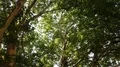 Overhead shot big green sunny plane trees tree top rotation 4k or 4k+ Resolution