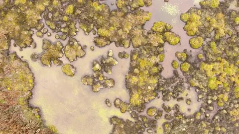 Overhead shot  of a bog high in the Andes. Vídeo Stock 84354622