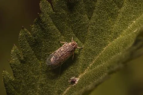Overhead shot of a bug on a green leaf - perfect for background Foto stock