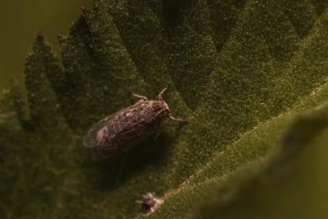 Overhead shot of a bug on a green leaf - perfect for background Stock Photos