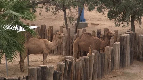 Overhead shot of camel Stock Footage 50360088