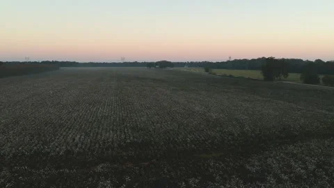 Overhead shot with camera movement above cotton field Stock Footage 131341408