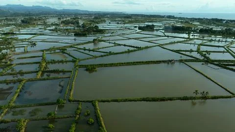 An overhead shot capturing a small rice field nestled in the middle of Village. Stock Photos