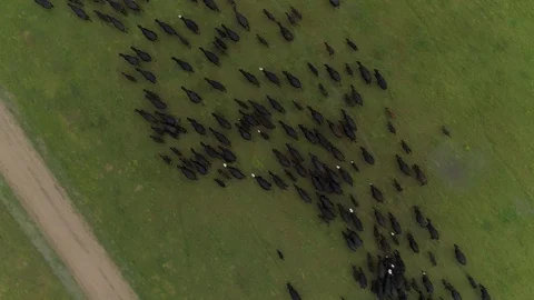 Overhead Shot Cattle Drive Stock Footage 129960617