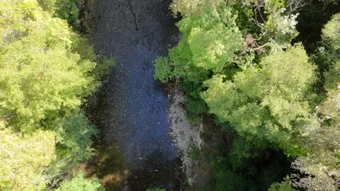 Overhead shot of the course of a stream through the trees in autumn Stock Footage 319943469