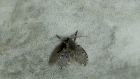 Overhead shot of Drain Fly on tile wall with fluttering antennae Vidéo 197518567