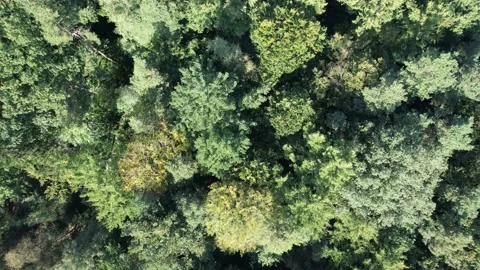 Overhead shot of Forest, Buzzard flying by. Zoom out shot. 4K Stock Footage 162634040