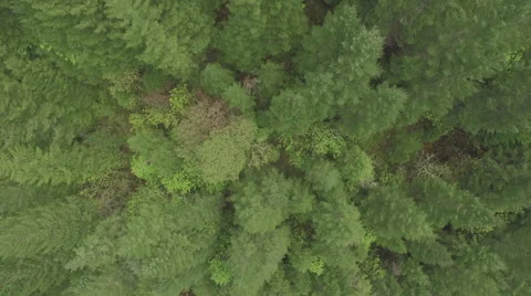 Overhead Shot of Forest Stock Footage 52402277