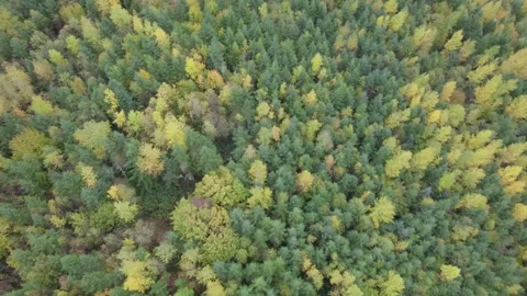 Overhead shot of a forest Stock Footage 257725966