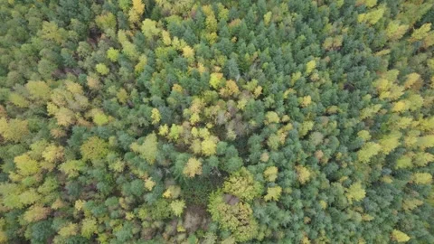 Overhead shot of a forest Stock Footage 257726759