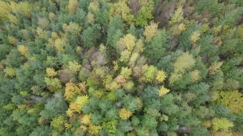 Overhead shot of a forest Stock Footage 257726775