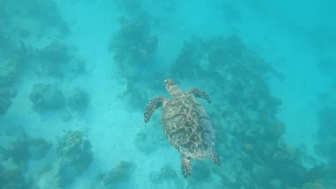 Overhead Shot of Hawksbill Sea Turtle Above Seafloor (Eretmochelys imbricata) Video stock 100793380