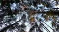 Overhead shot hiking in sunny autumn forest with mixed trees and blue sky Photo