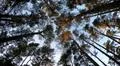 Overhead shot hiking in sunny autumn forest with mixed trees and blue sky Photo