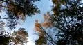 Overhead shot hiking in sunny autumn forest with mixed trees and blue sky Photo