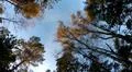 Overhead shot hiking in sunny autumn forest with mixed trees and blue sky Photo