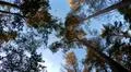 Overhead shot hiking in sunny autumn forest with mixed trees and blue sky Photo