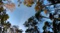 Overhead shot hiking in sunny autumn forest with mixed trees and blue sky Photo