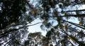 Overhead shot hiking in sunny autumn forest with mixed trees and blue sky Photo
