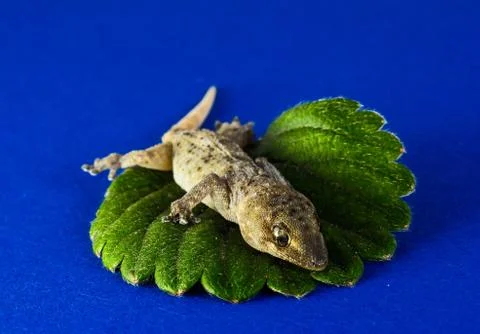 An overhead shot of a lizard placed in a green leaf with a blue color in the  Stock Photos