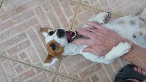 Overhead Shot Looking Down On Man Playing With Pet Jack Russell Terrier Stock Footage 132621690