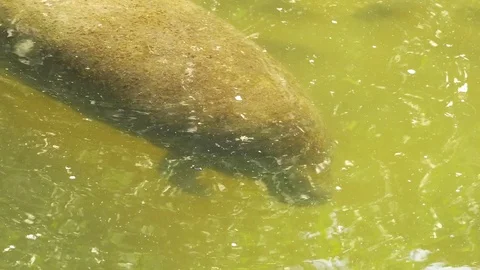 Overhead Shot of Manatee Cleaning its Flipper, 4K Stock Footage 72879134