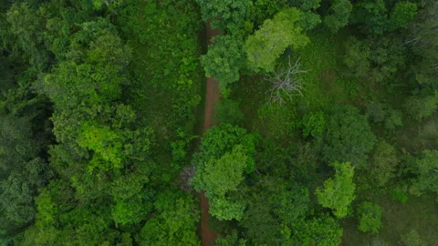 Overhead shot of a meandering footpath through the dense rainforest. Flying Stock Footage 232734510