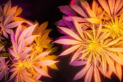 Overhead shot of Medical Marijuana pre flower growing in artificial light ton Stock Photos