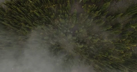 Overhead shot of misty trees in Central British Columbia Canada Stock Footage 133210076