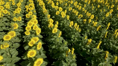 Overhead shot moving through a field of sunflowers. Stock Footage