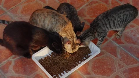 An overhead shot of multiple stray cats eating around a tray Stock Footage 346357706
