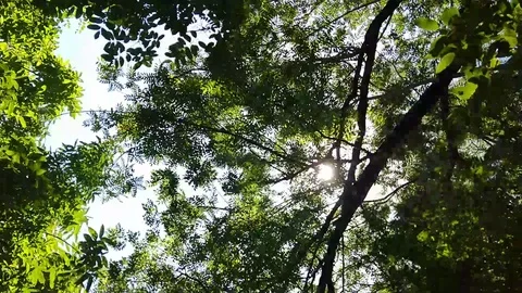 Overhead Shot Nature Sun Rays Between Trees Stock Footage