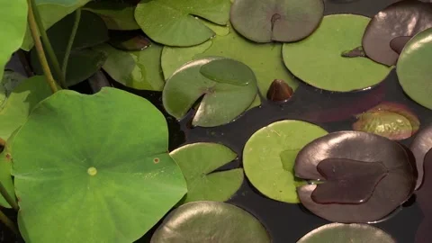 Overhead shot of Nymphaea Black Princess and Xin Jin Xia lotus leaves Stock Footage 169480962