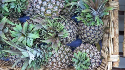 Overhead shot of pineapple in a large container Stock Footage 220753433