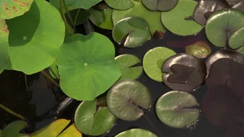 Overhead shot of a pond growing Nymphaea Black Princess and Xin Jin Xia lotus Stock Footage 169480767