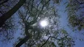 Overhead shot rotation sun blending between Jacaranda tree branches in Portugal 4k or 4k+ Resolution