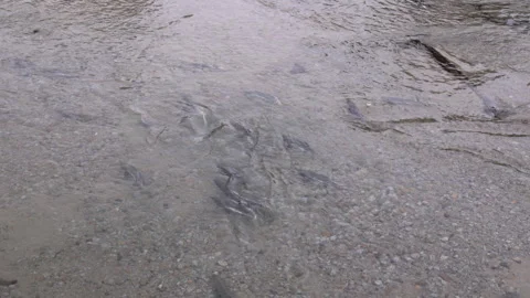 Overhead shot of salmon spawning in pullen creek at skagway Vidéo 343803254
