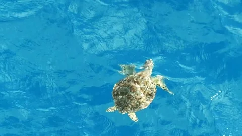 Overhead Shot of Sea Turtle Stock Footage 237632074