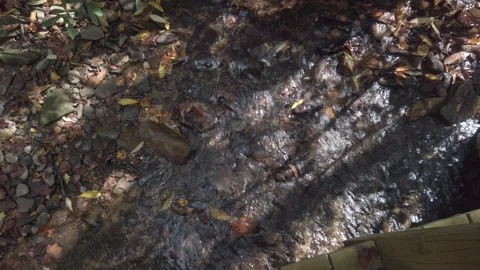 Overhead shot of small stream in woods with running water in bright sunshine. Stock Footage 252774214
