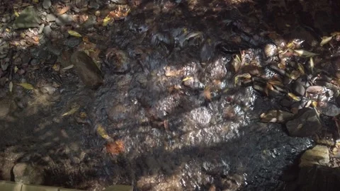 Overhead shot of small stream in woods with running water in bright sunshine. Stock Footage 252774999