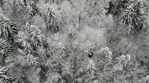 Overhead shot of snowy forest on a winter day Stock Footage 169843390