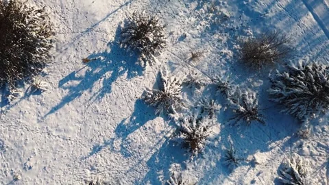 Overhead shot on Snowy Trees 스톡 동영상 322147349