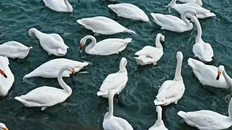 Overhead shot of swans Stock Footage 270270931