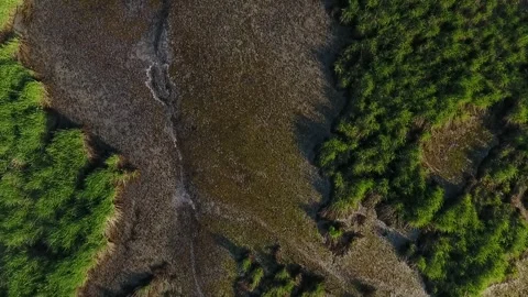 Overhead Shot of Tall Grass with Bare Patches Stock Footage 255234891