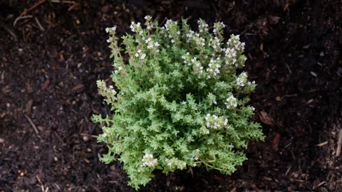 Overhead Shot of Thyme Saplings in Backyard Veggie Patch, 4K Video stock 297994027