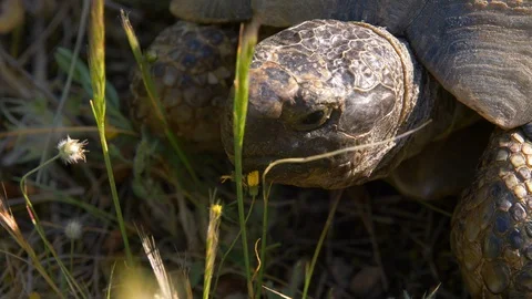 Overhead shot of tortoise extending its head out and eating grass Video stock 129544211