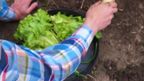 Overhead shot of tray with vegetables, a hand, puts a yellow turnip in the tray 動画素材 166971811
