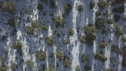 Overhead Shot of Trees and Snow at Mount Charleston 库存影片 83958384
