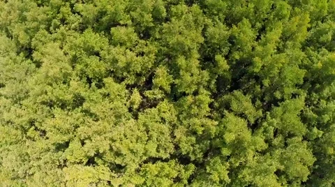 Overhead Shot Of Trees Stock Footage 41841543